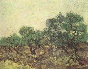 Vincent Van Gogh Olive Picking (nn04) USA oil painting reproduction